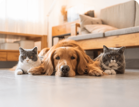 pets playing image
