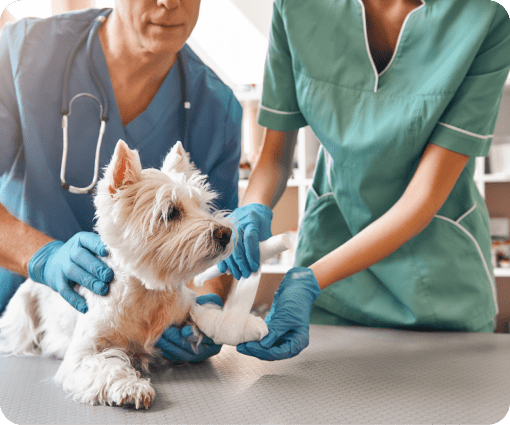 pet emergency treatment image
