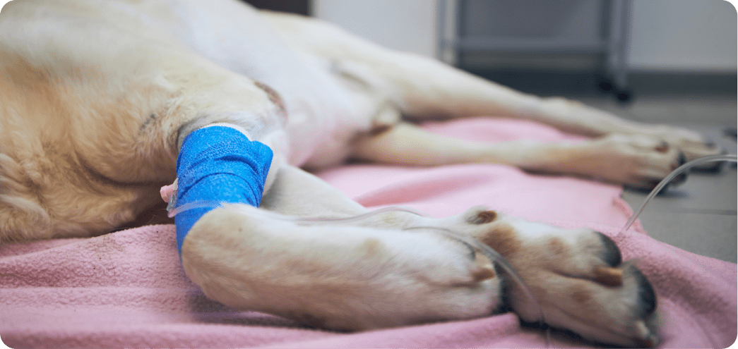 pet treatment image