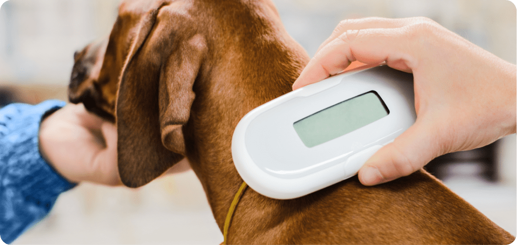 pet microchipping image