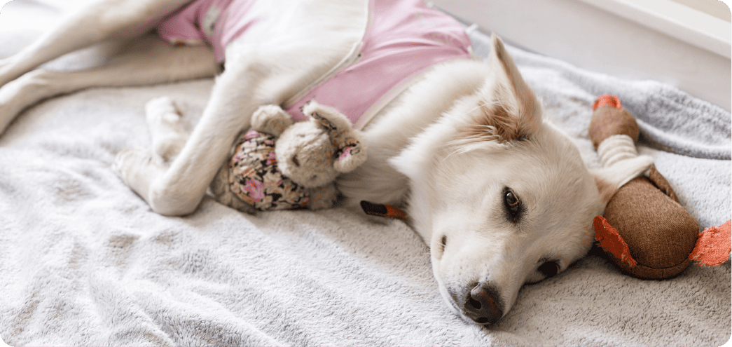 pet spraying and neurtering image